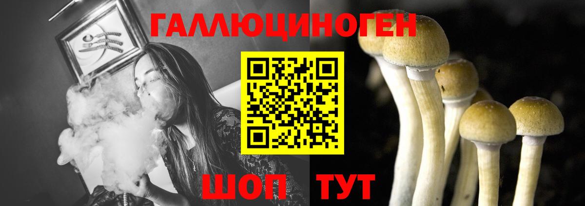 Галлюциногенные грибы Psilocybine cubensis Урус-Мартан
